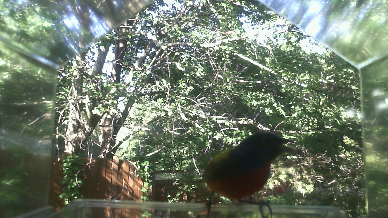 American Robin