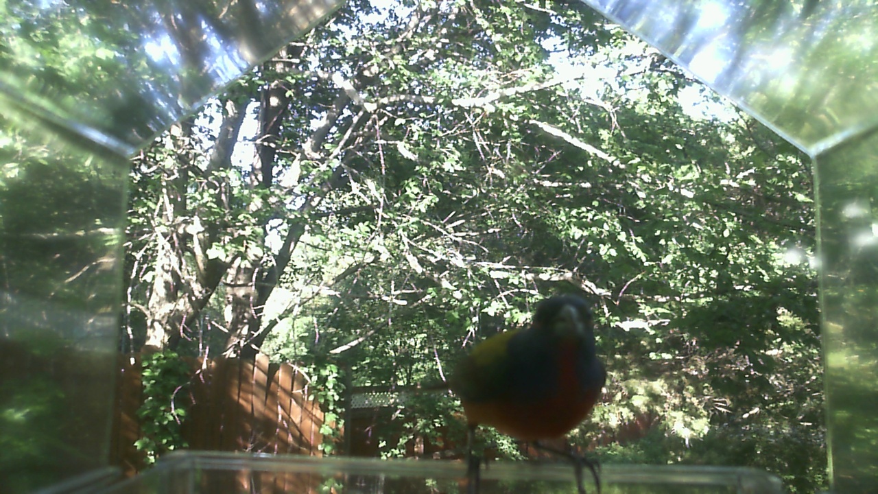 American Robin
