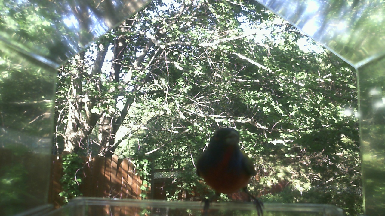 American Robin
