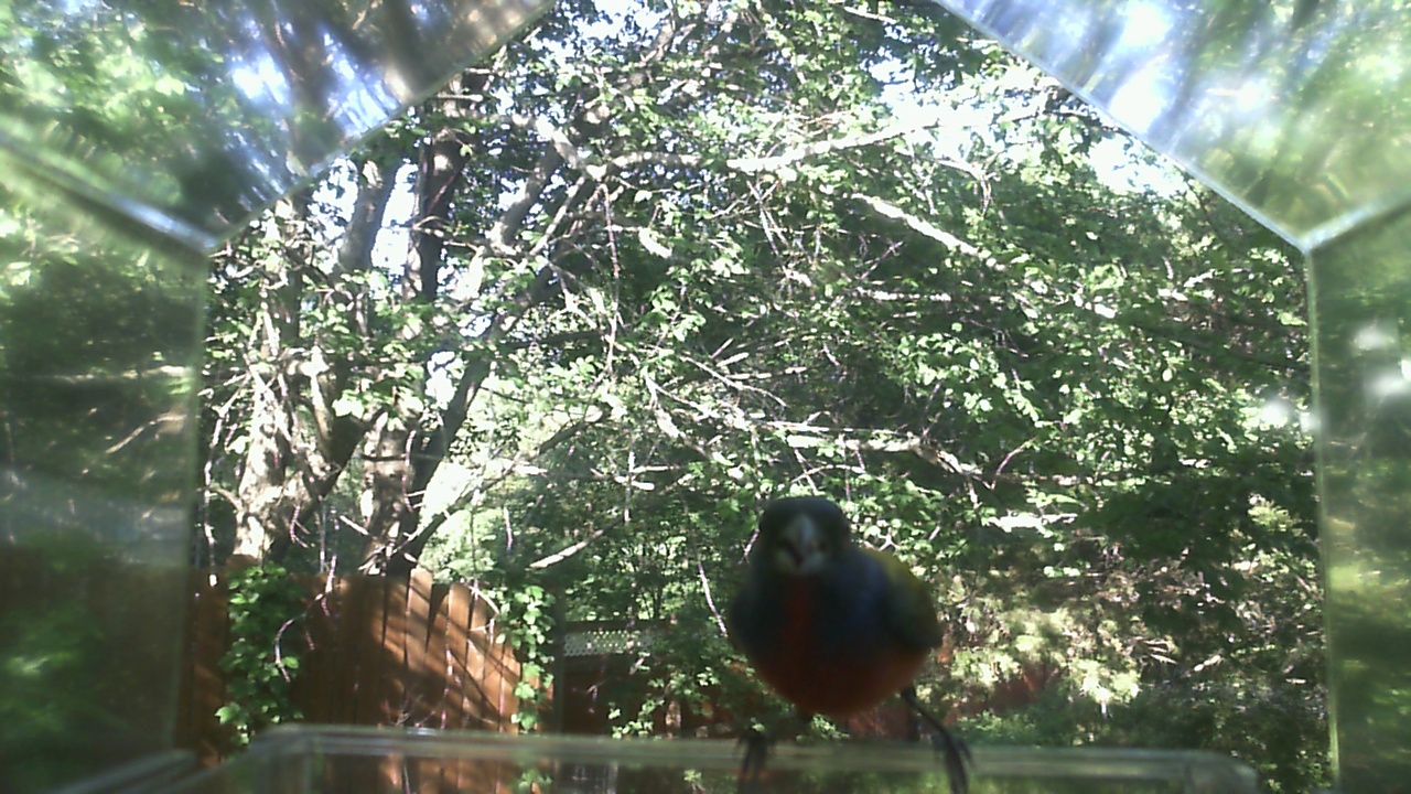 American Robin