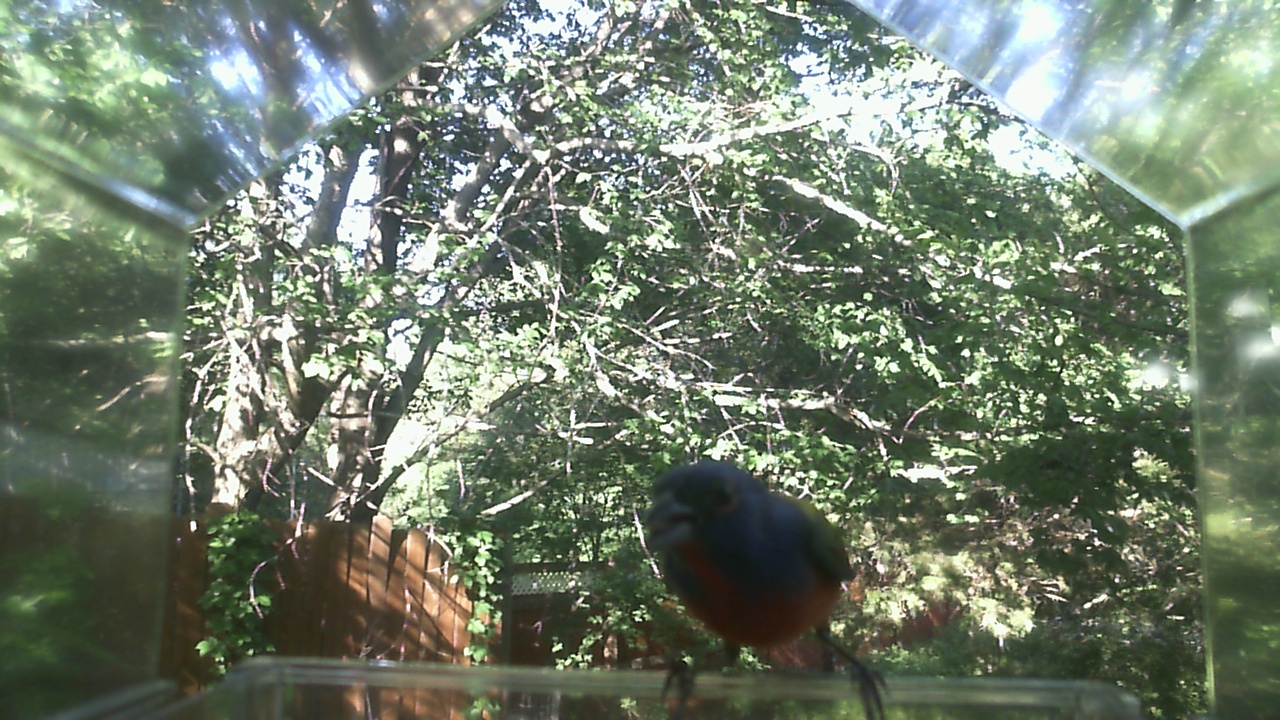 American Robin