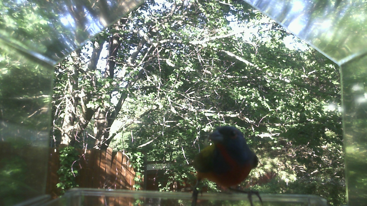 American Robin
