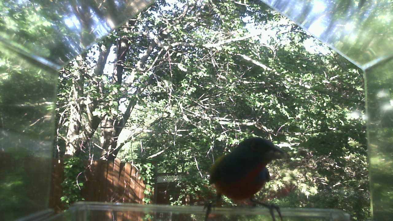 American Robin