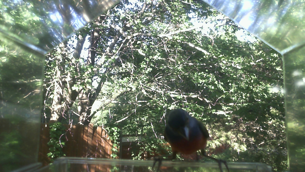 American Robin