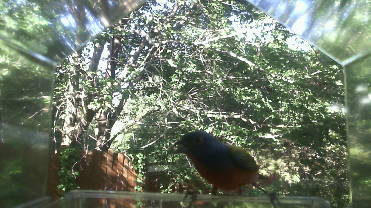 American Robin