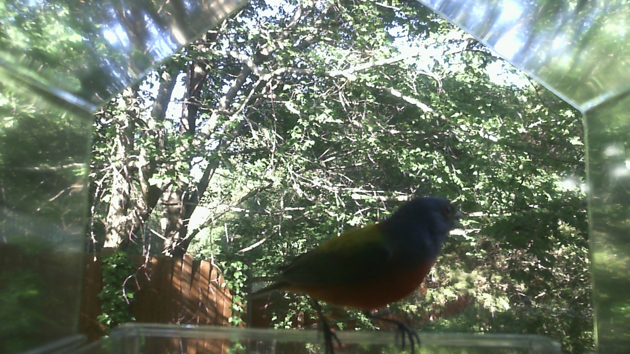 American Robin