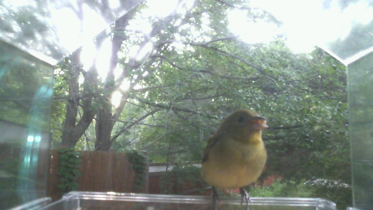 House Finch