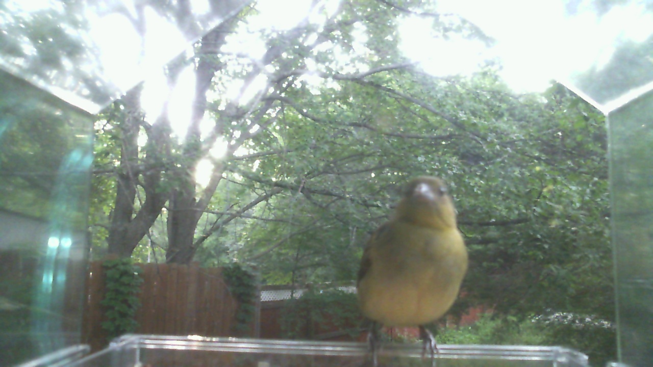 American Robin