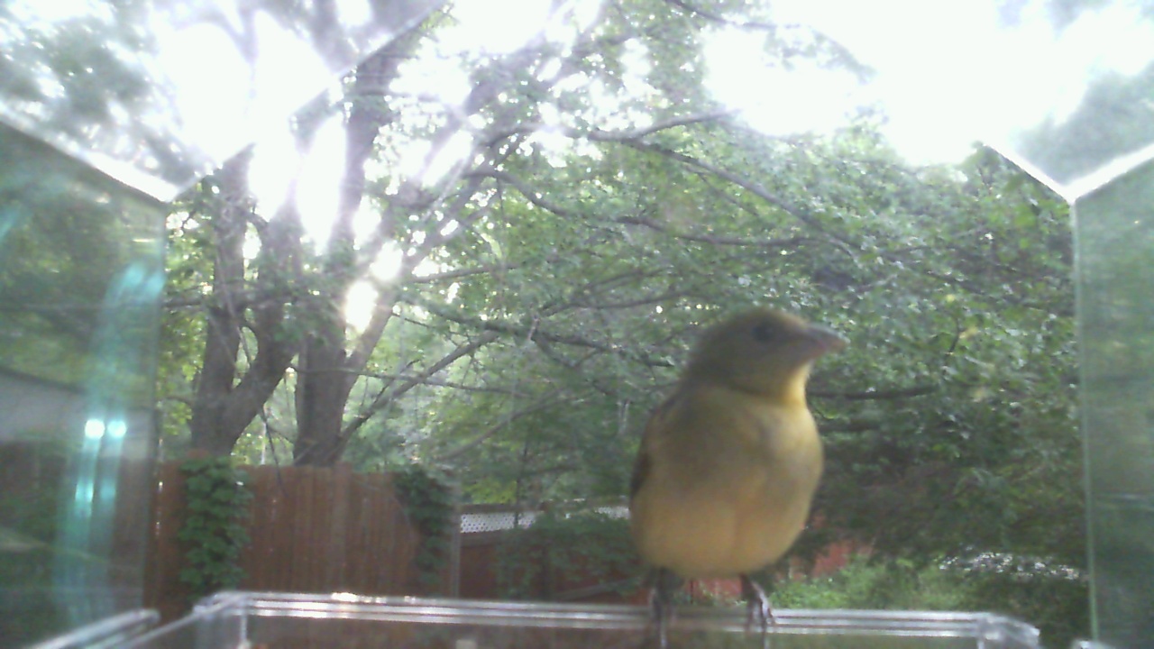 House Finch