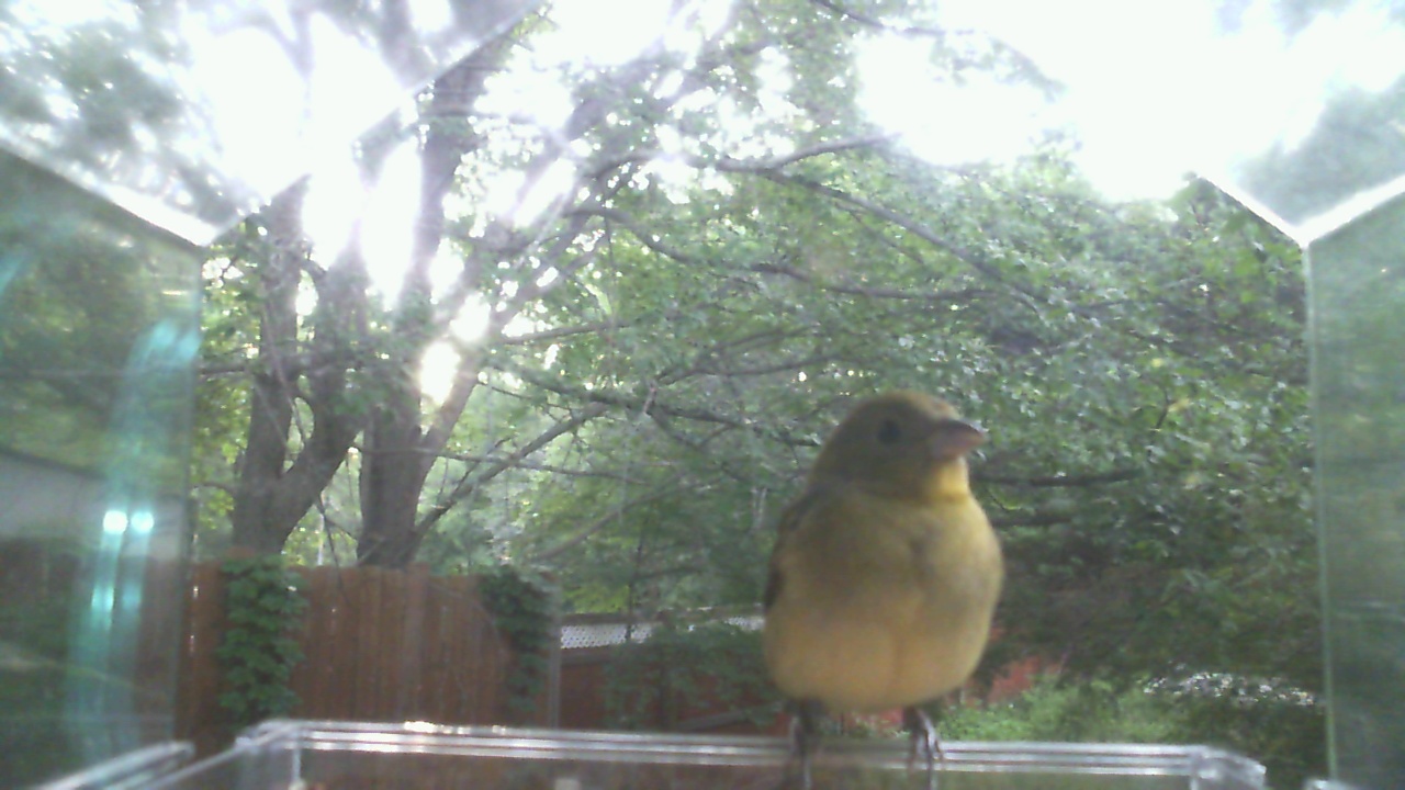 American Goldfinch