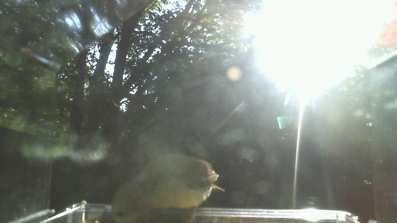 American Robin