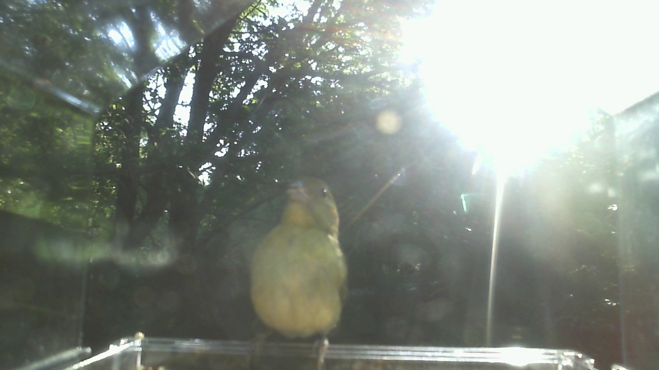 American Robin