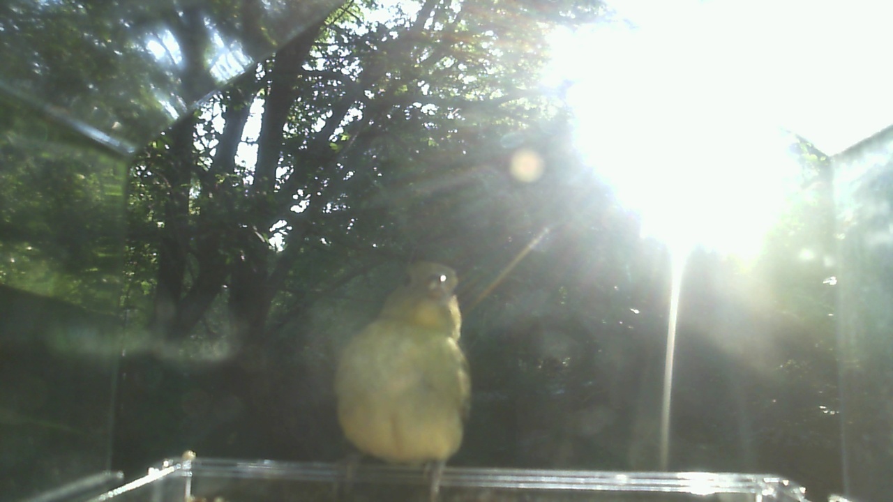 American Robin