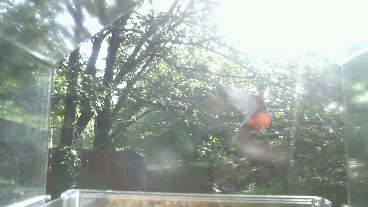 Northern Cardinal
