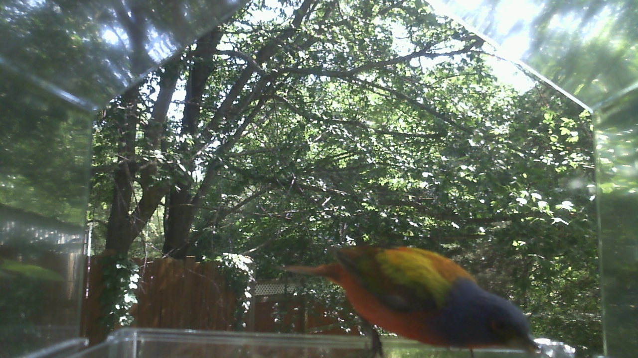 Northern Cardinal