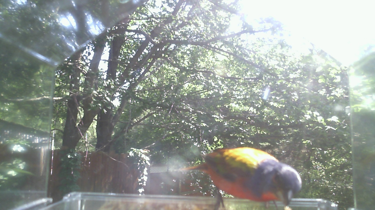 American Robin