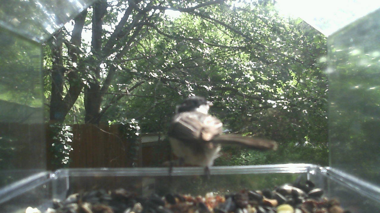 House Sparrow