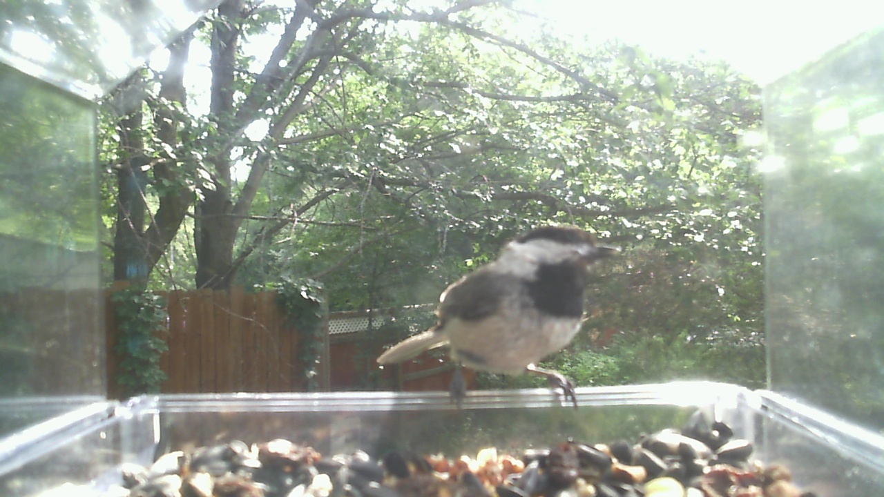 House Sparrow