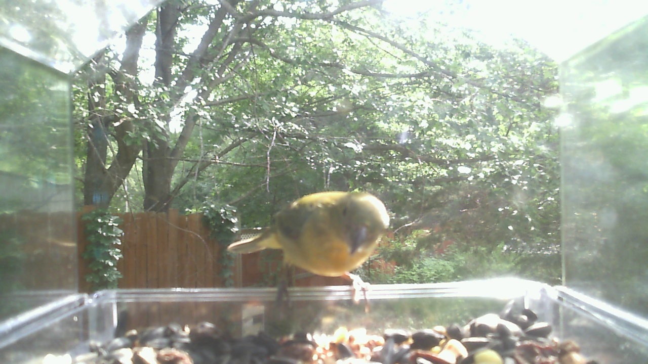 American Goldfinch