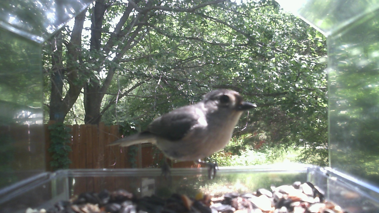 Blue Jay