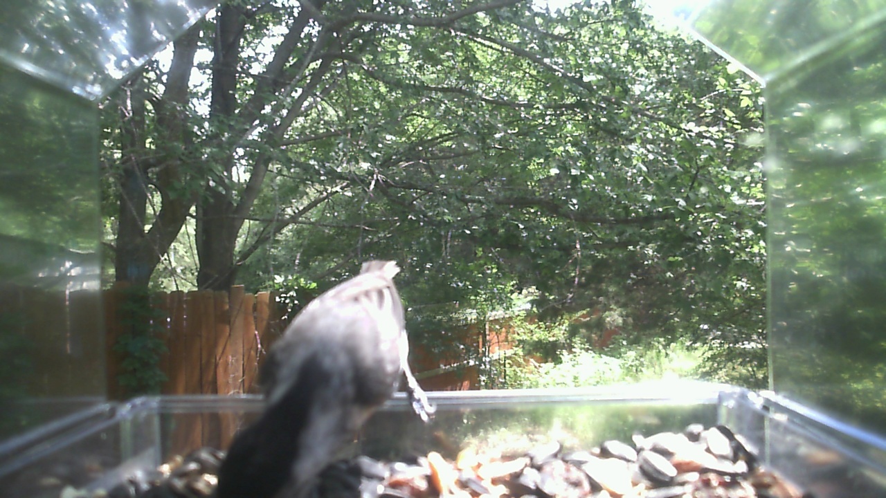 Gray Squirrel
