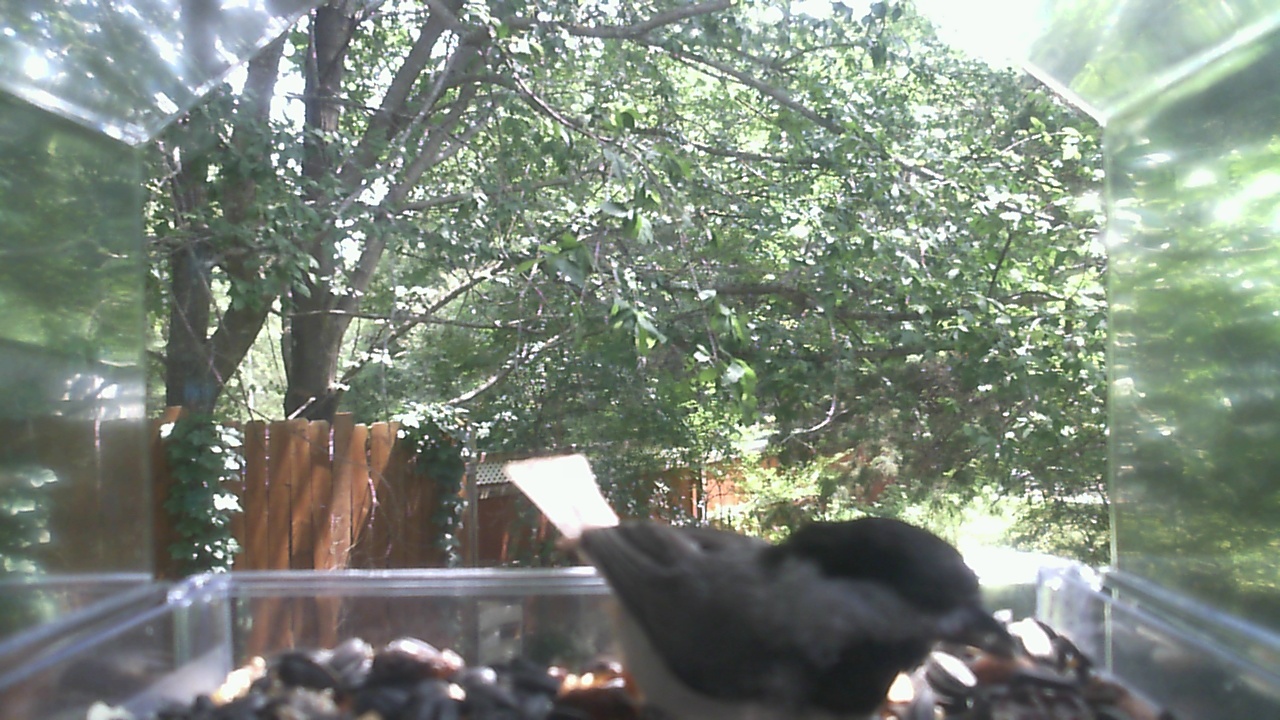 American Crow