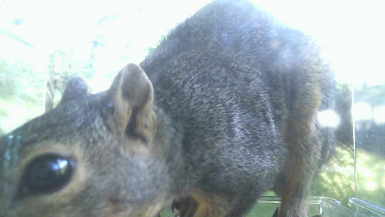 Fox Squirrel