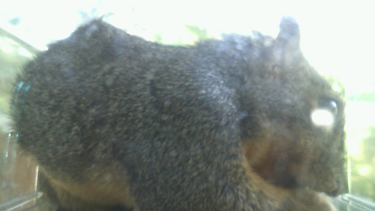 Fox Squirrel