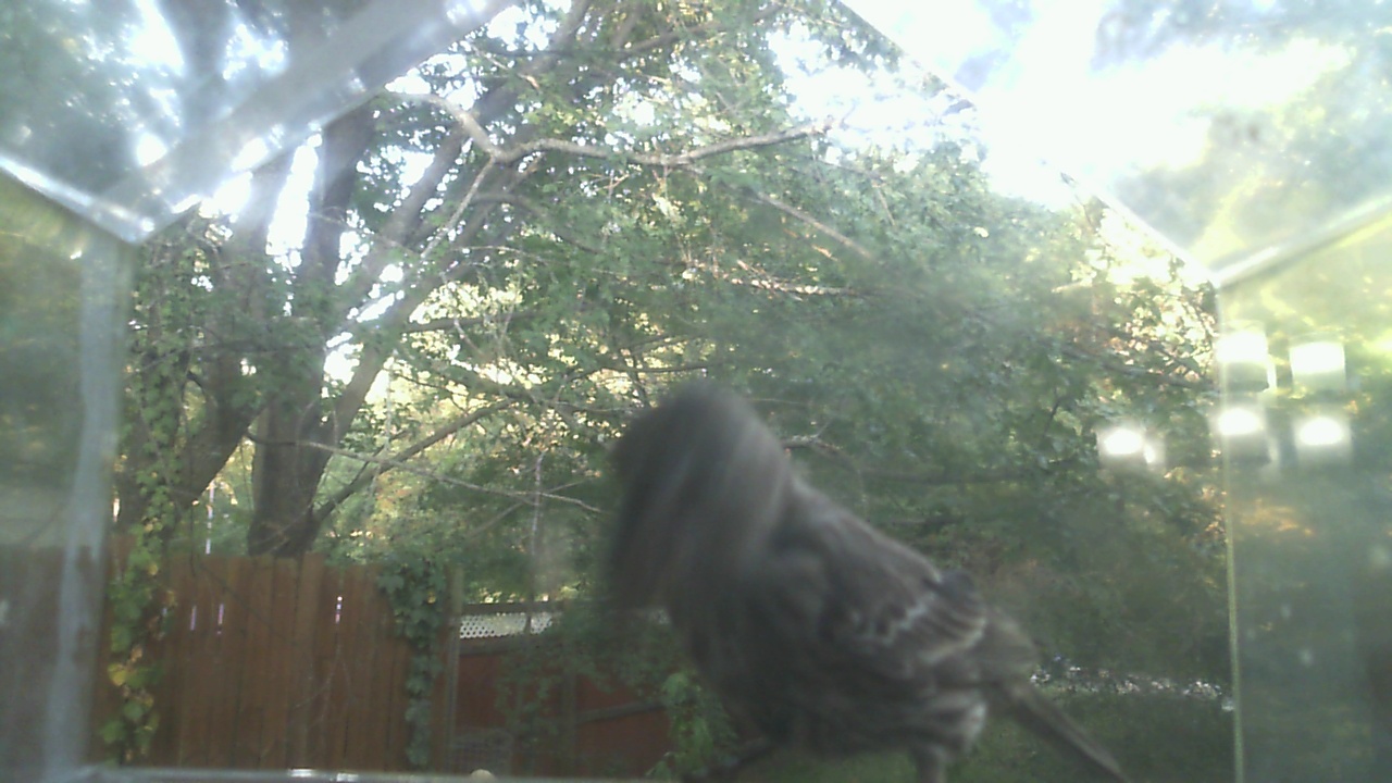 House Finch
