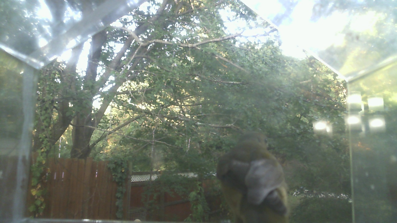 House Finch