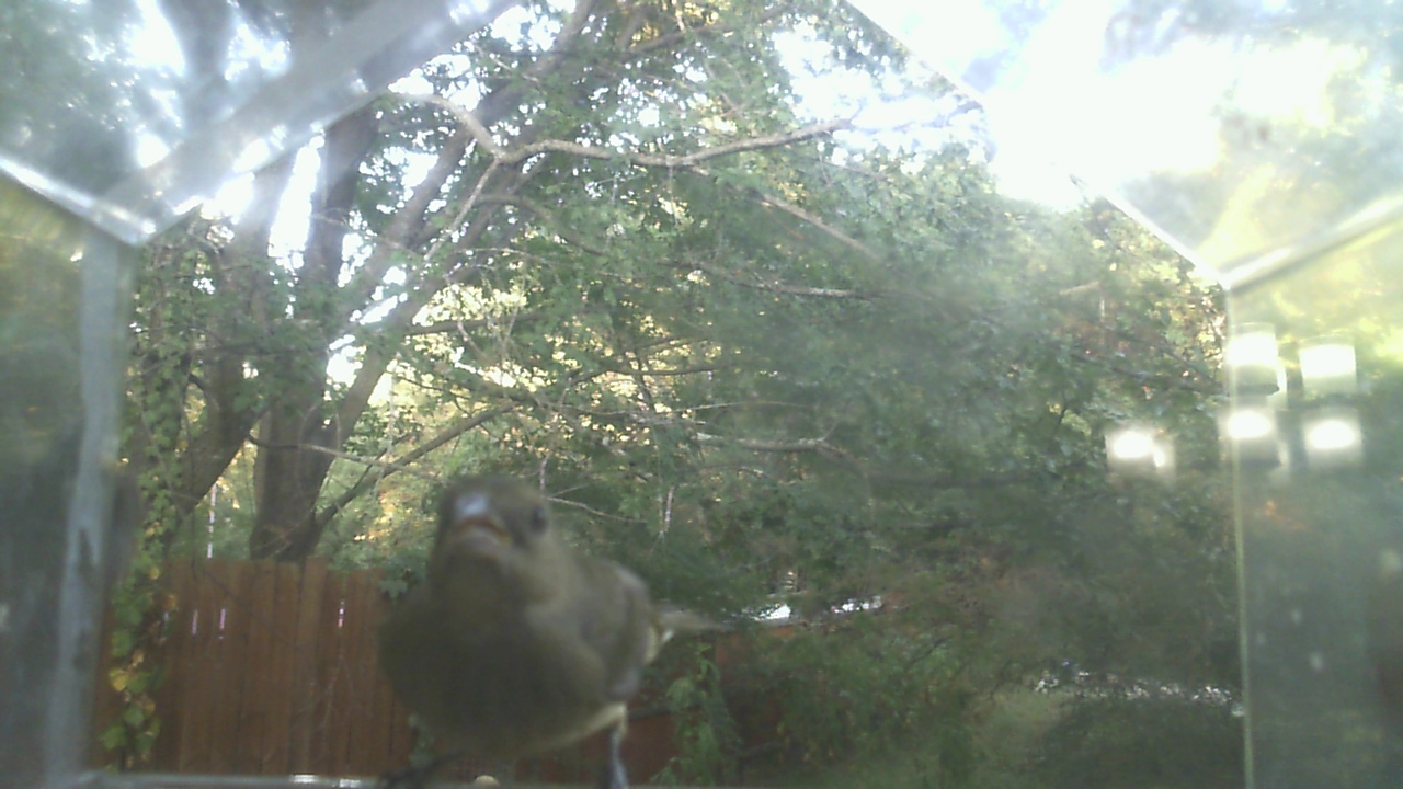 House Sparrow