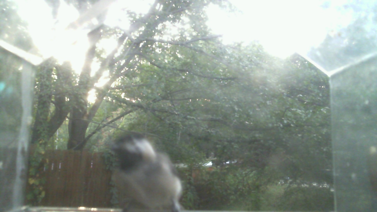 Carolina Chickadee
