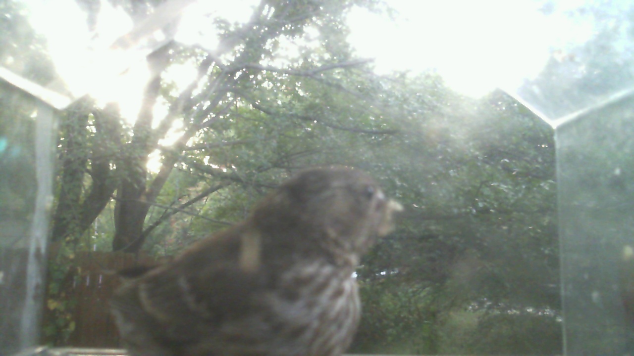 House Finch