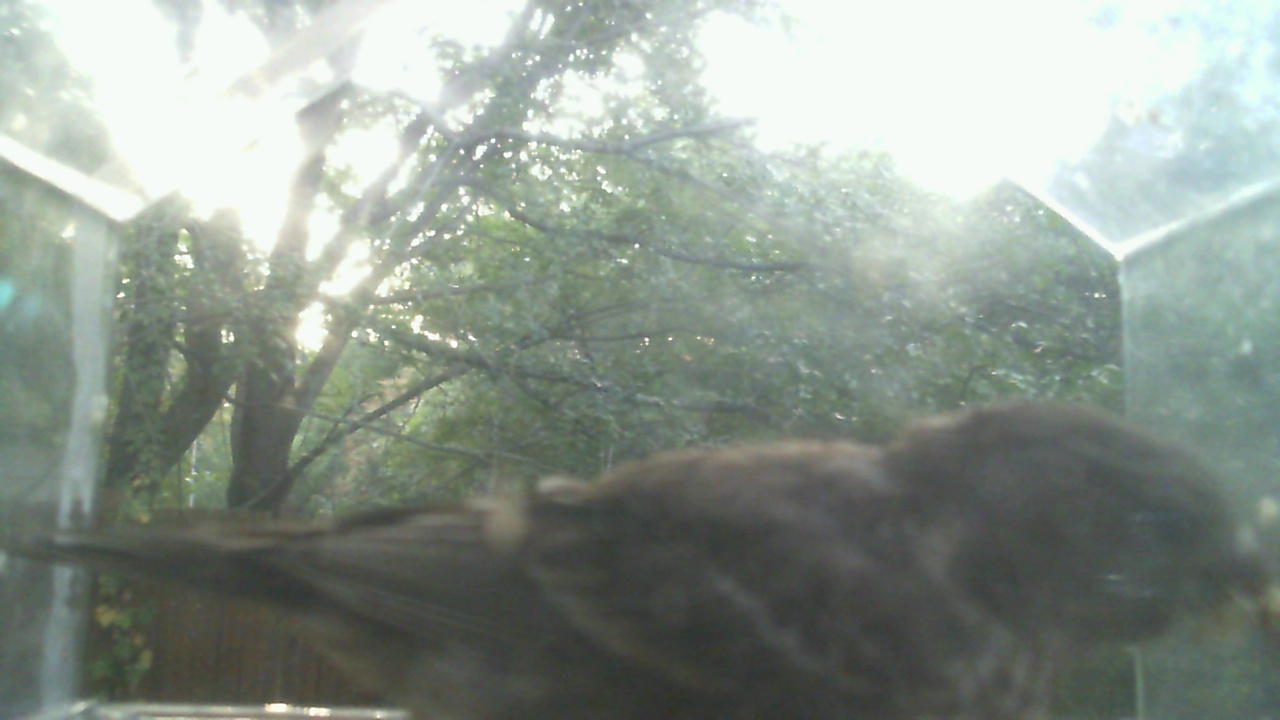 House Sparrow