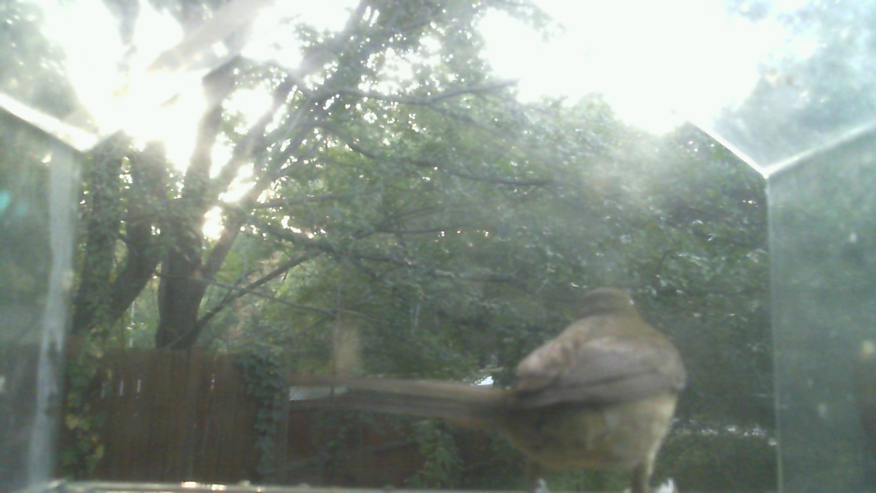 House Finch