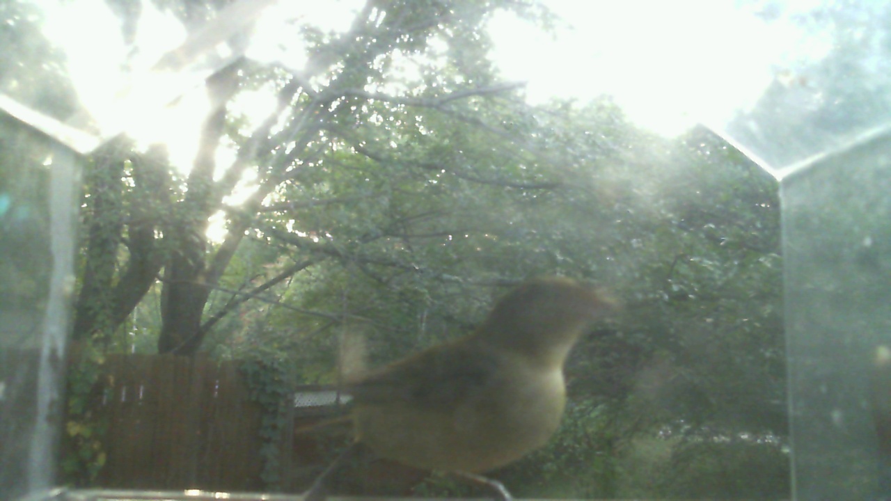 Carolina Wren