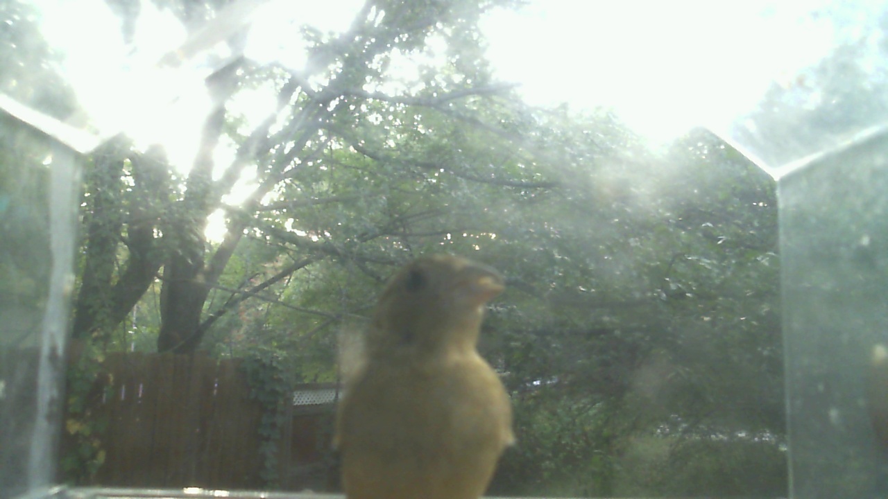House Finch