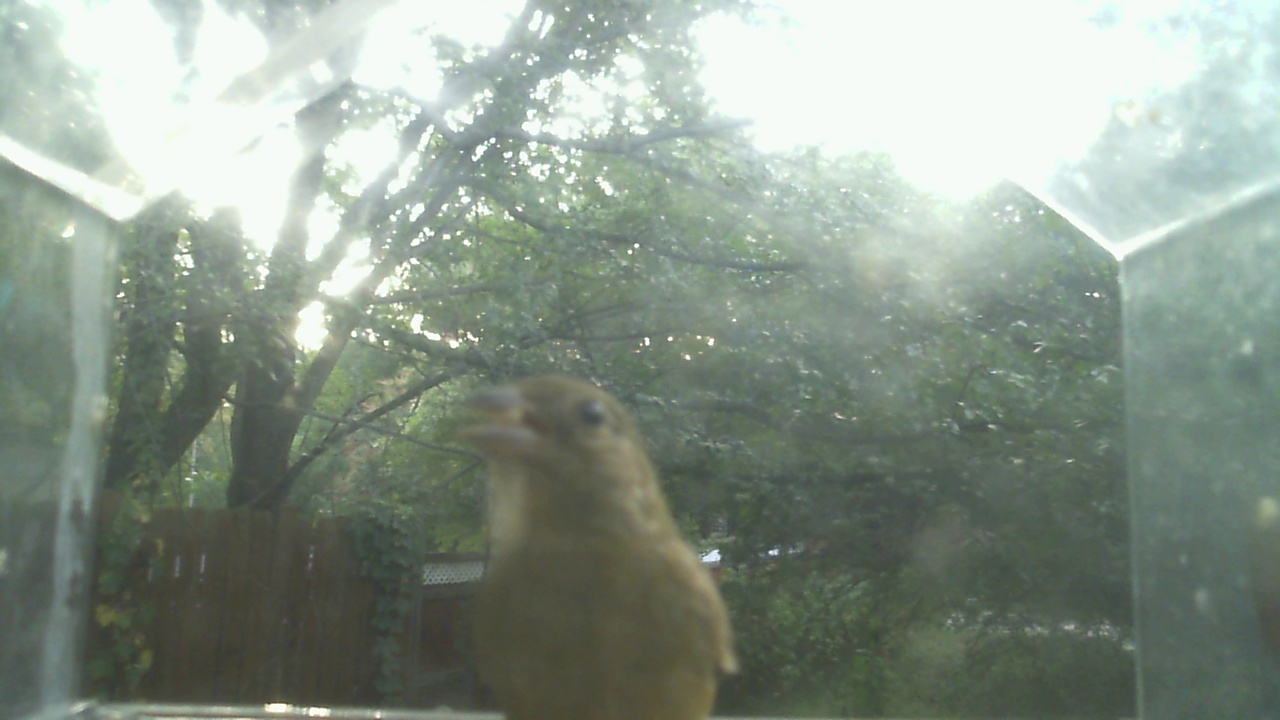 House Finch