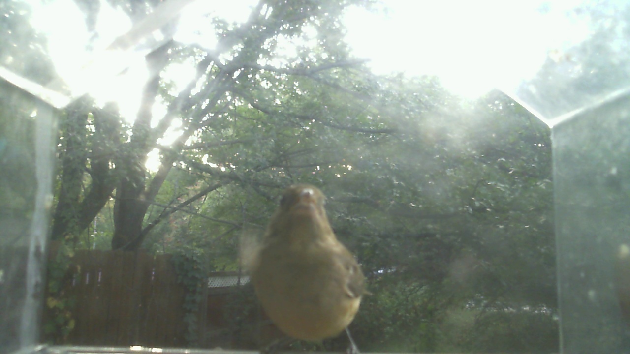 House Finch
