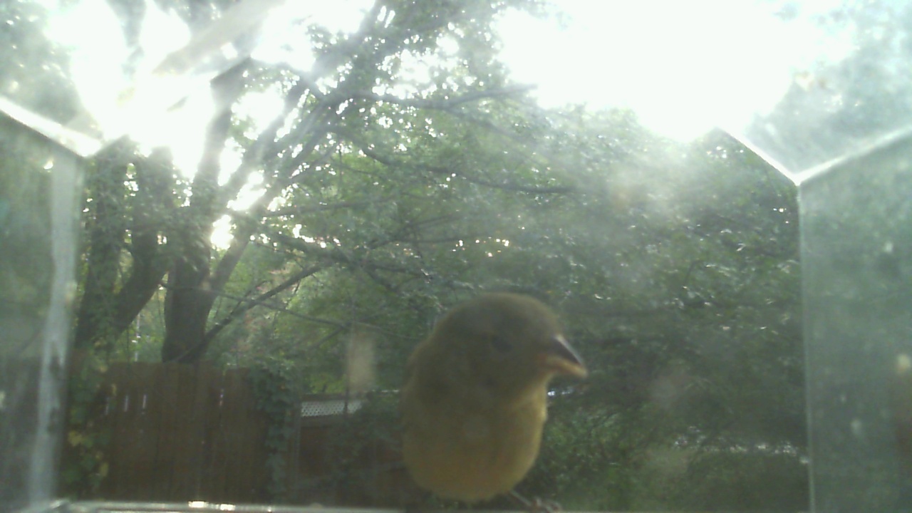 House Finch