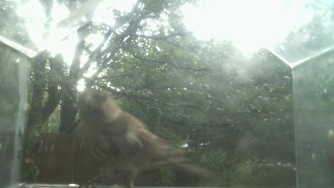 House Finch