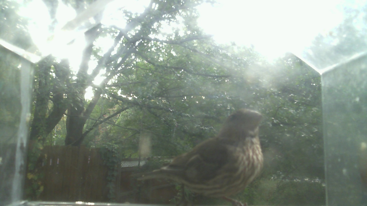 House Finch