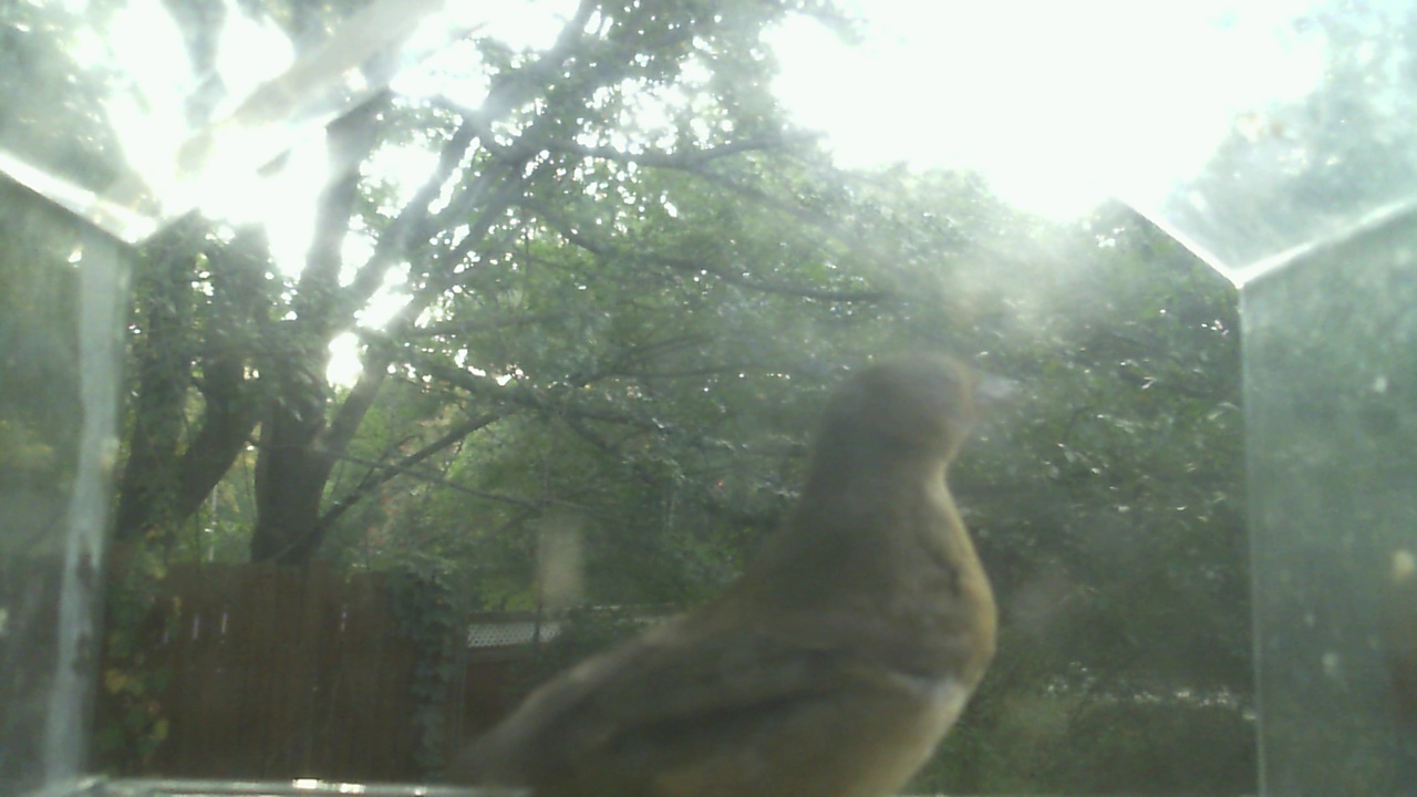 House Finch