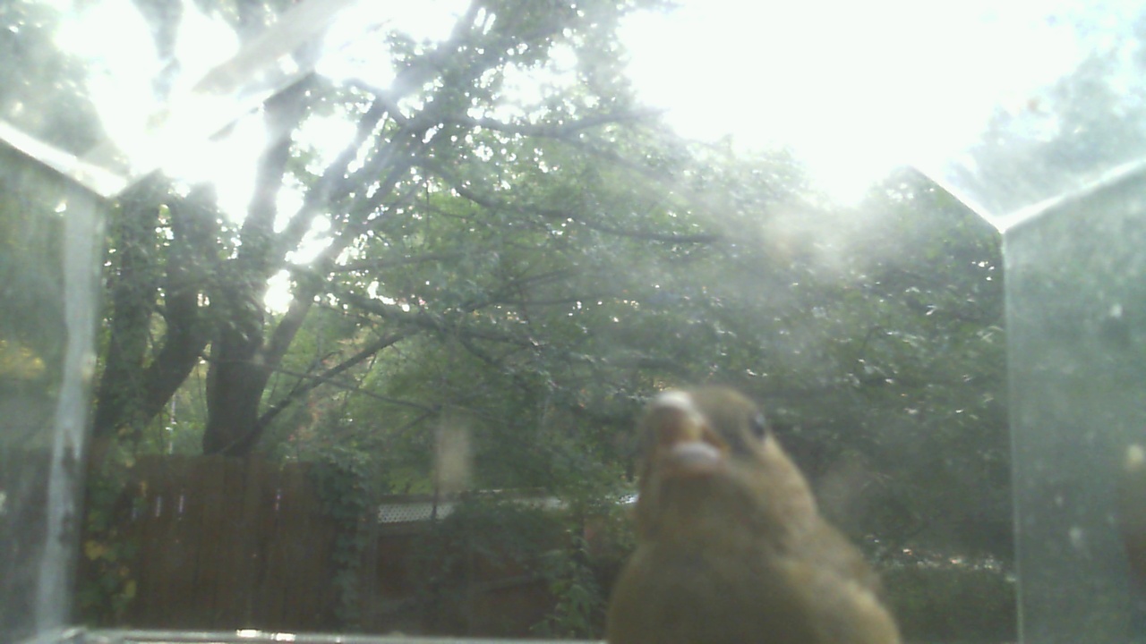House Finch