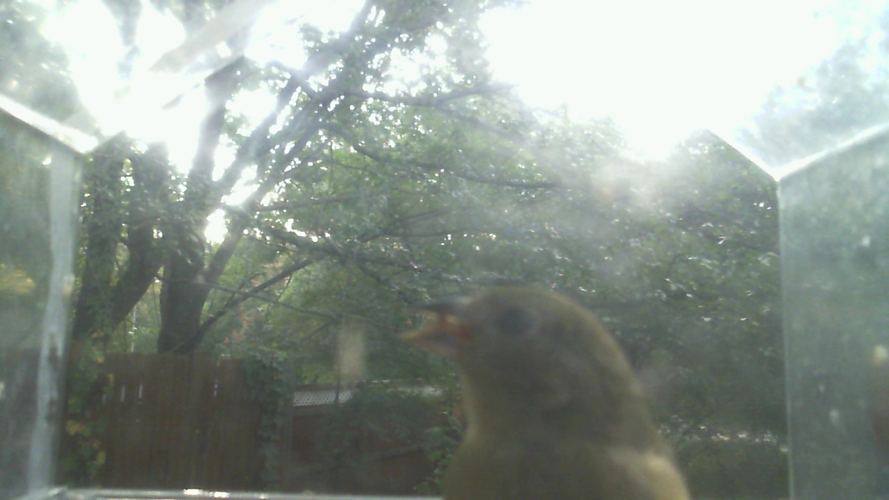 House Finch