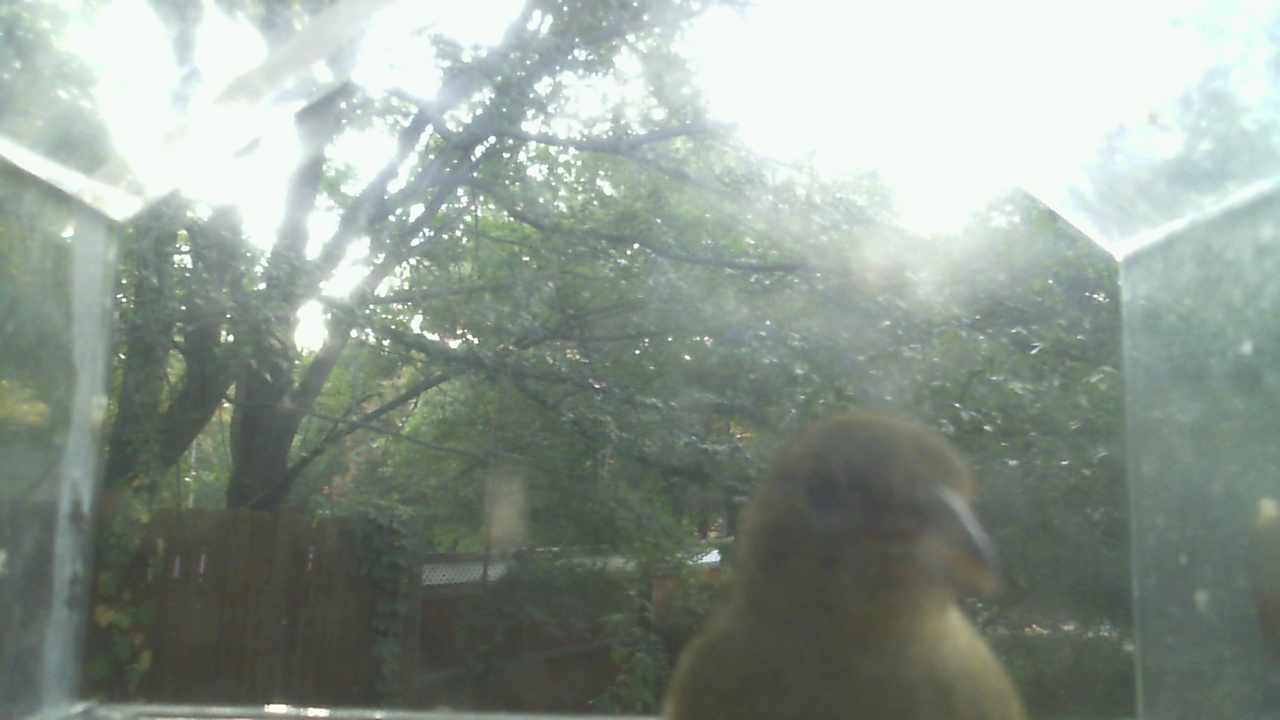 House Finch