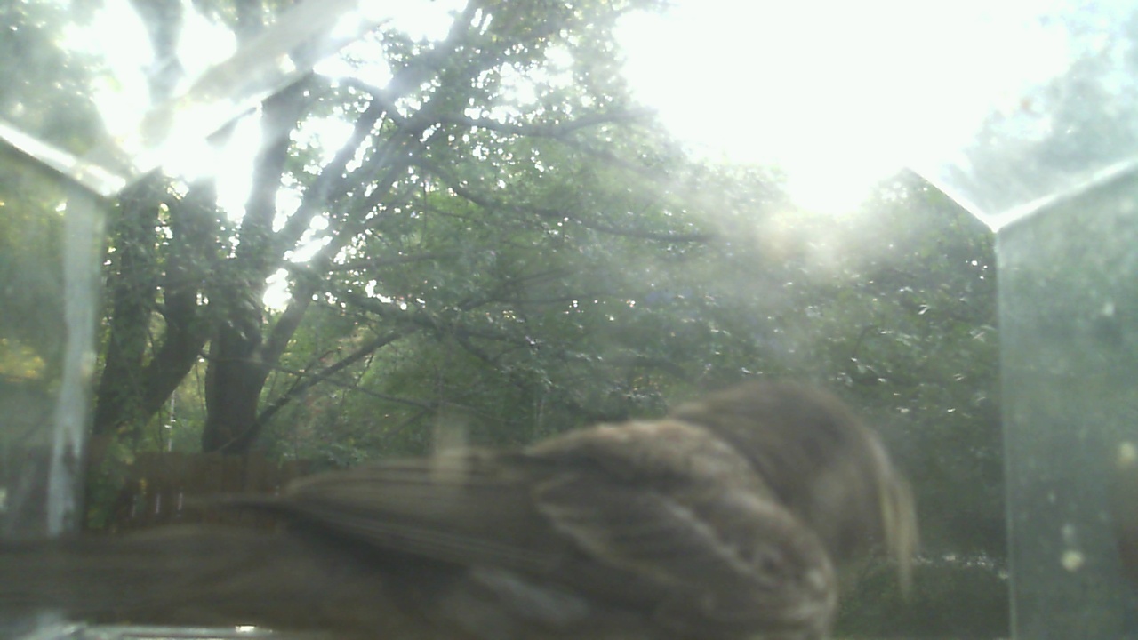 House Finch