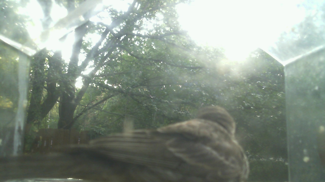 House Finch