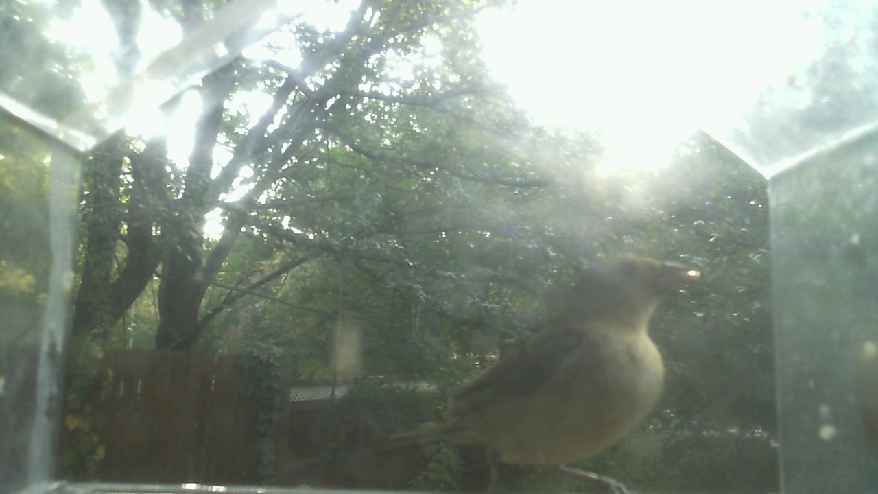 Northern Cardinal