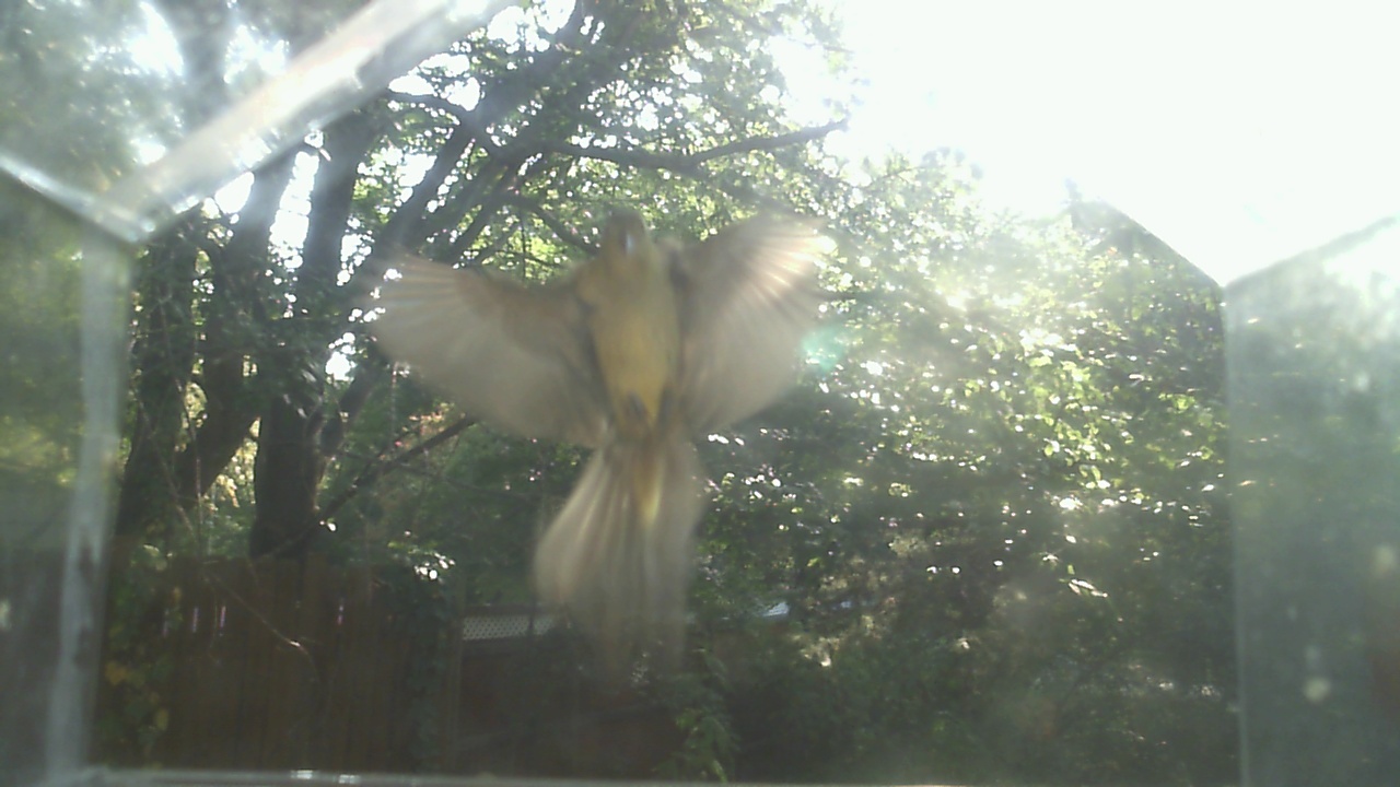 American Goldfinch